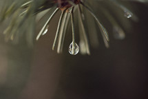 dew drop on a pine needle 