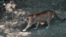 Adult Puma Walking Towards Its Cave. - close up, zoom in