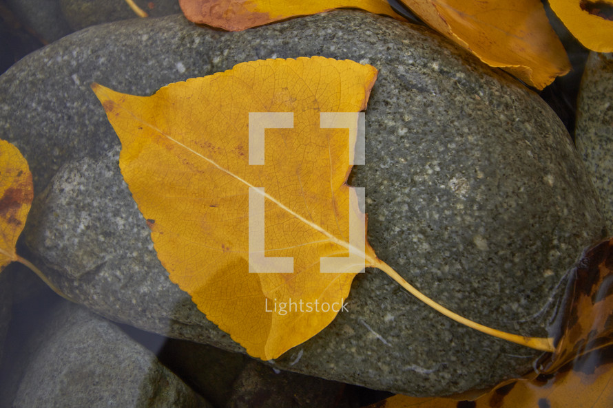fall leaf on a wet stone 