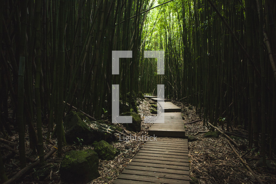 path through a bamboo forest 
