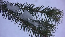 Close up of ice on a pine branch in winter