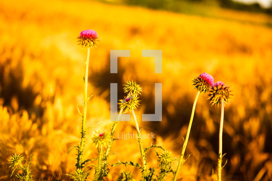 fuchsia flowers in a field of wheat 