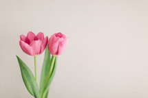 Two pink tulips on a white background.