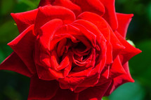 red rose 