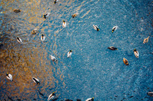 ducks on a pond 