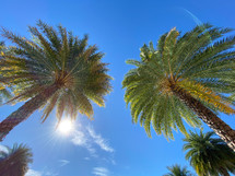 looking up at the top of palm trees 