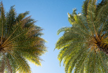 looking up at palm trees 