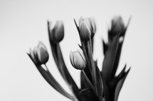 tulips in black and white 