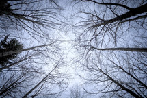 looking up to the top of bare trees 