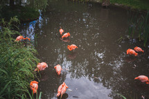 flamingos in a pond 