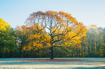 golden autumn tree 