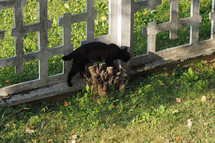 black domestic cat walking on a concrete fence by a stump