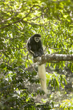 Monkey sitting in a tree.