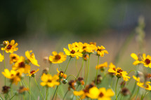 Yellow flowers in a field.