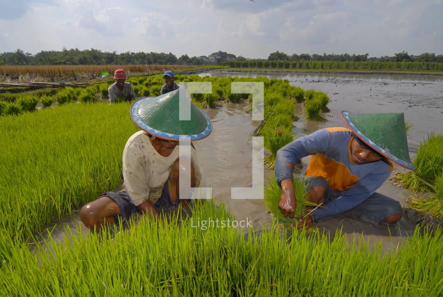 working in a rice field in Indonesia. Rice, harvest, food, seed, crop.
