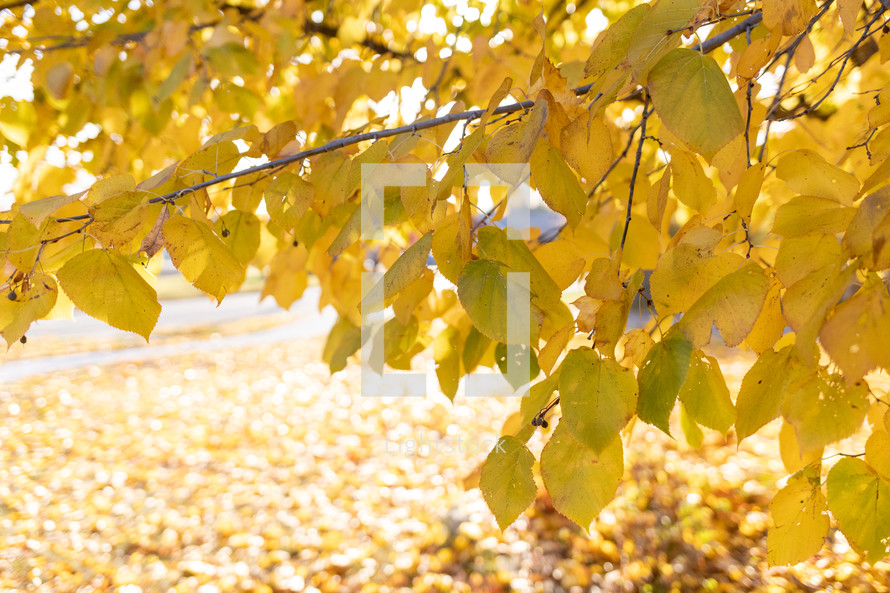 Yellow tree with fallen leaves