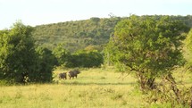 running rhinos 