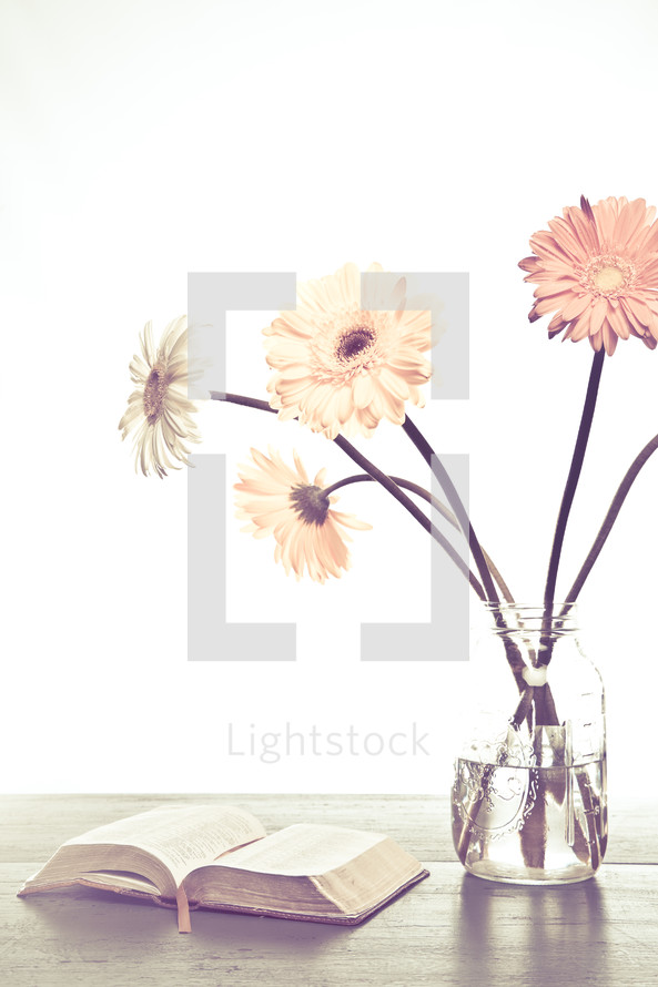 gerber daisies in a vase and an open Bible