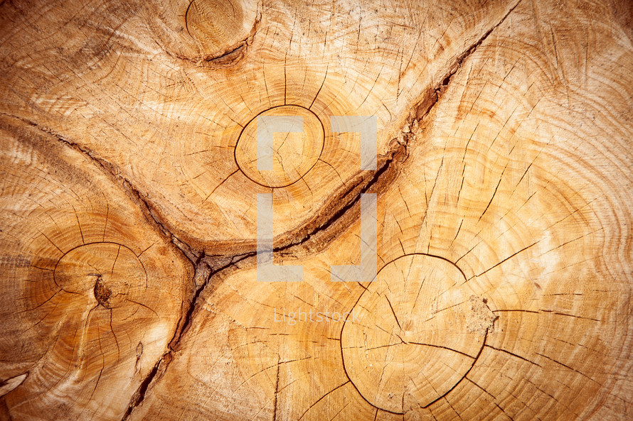 wood grains on tree stump 