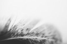 feather against a white background 