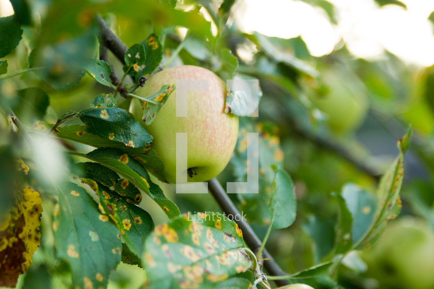 an apple on a tree with apple rust