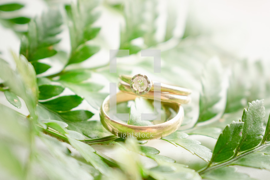 wedding rings on a fern 