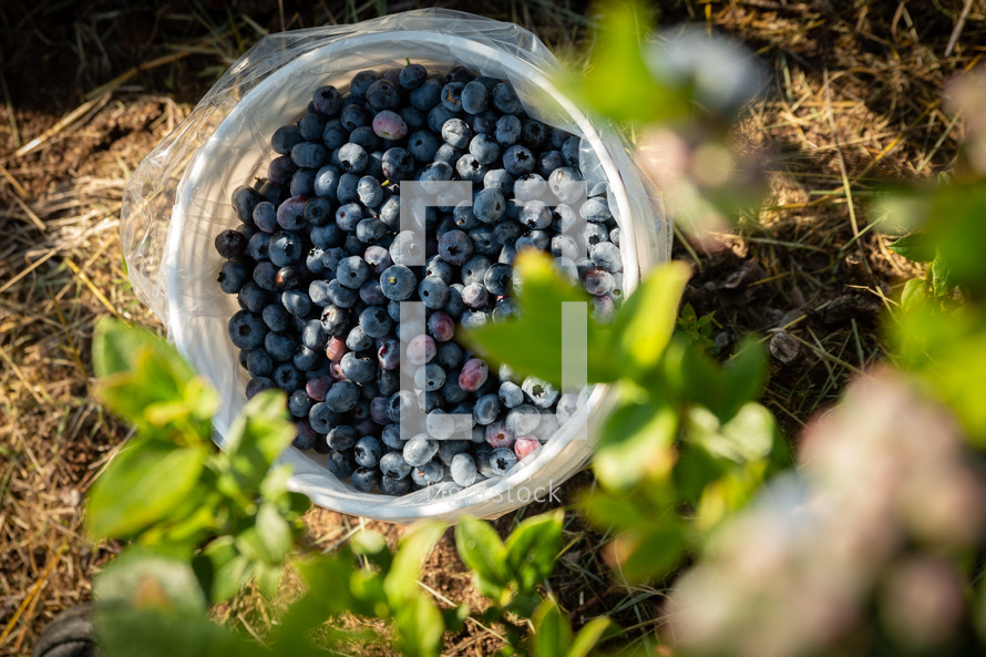bucket of blueberries 