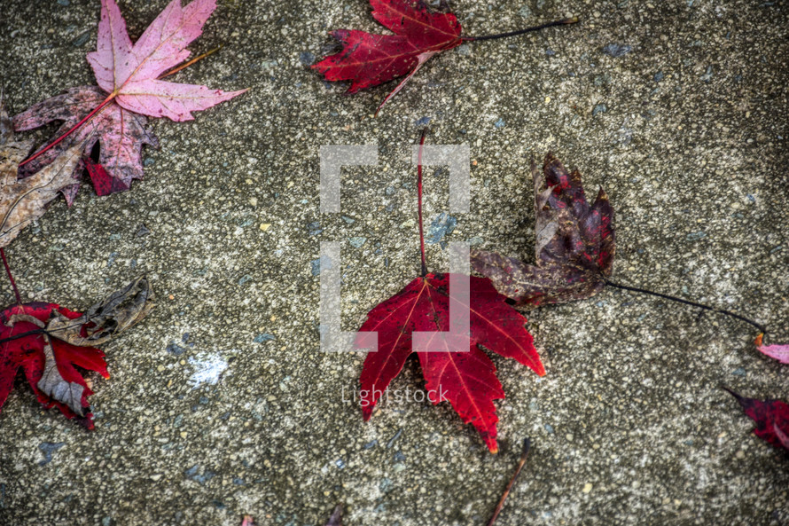 red leaves on a sidewalk 