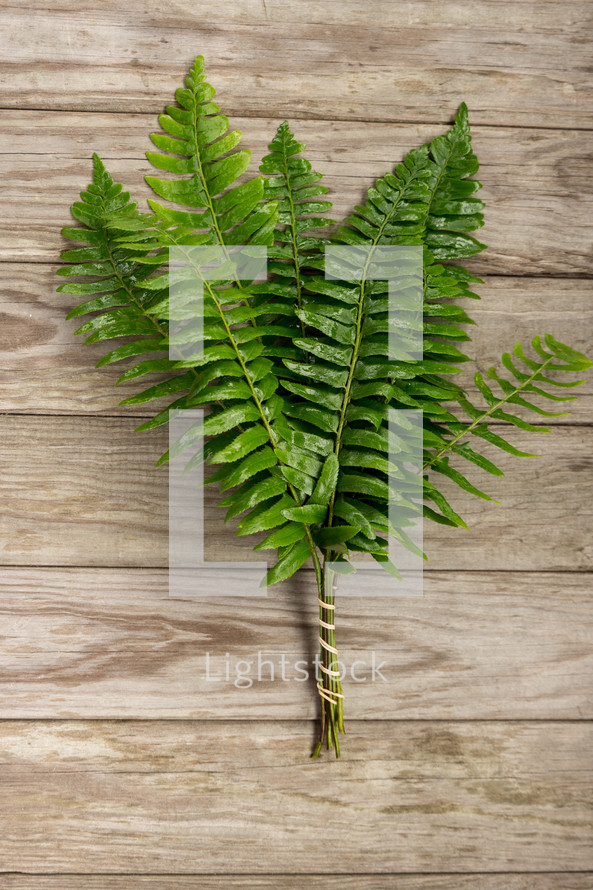 a bundle of green ferns on a wood background