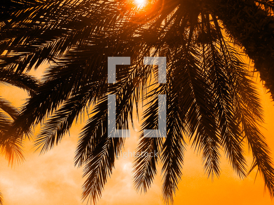 palm fronds silhouetted against an orange sky and sunset in a tropical middle eastern image with black and orange primary colors against a glimmering sun burst sunset. 