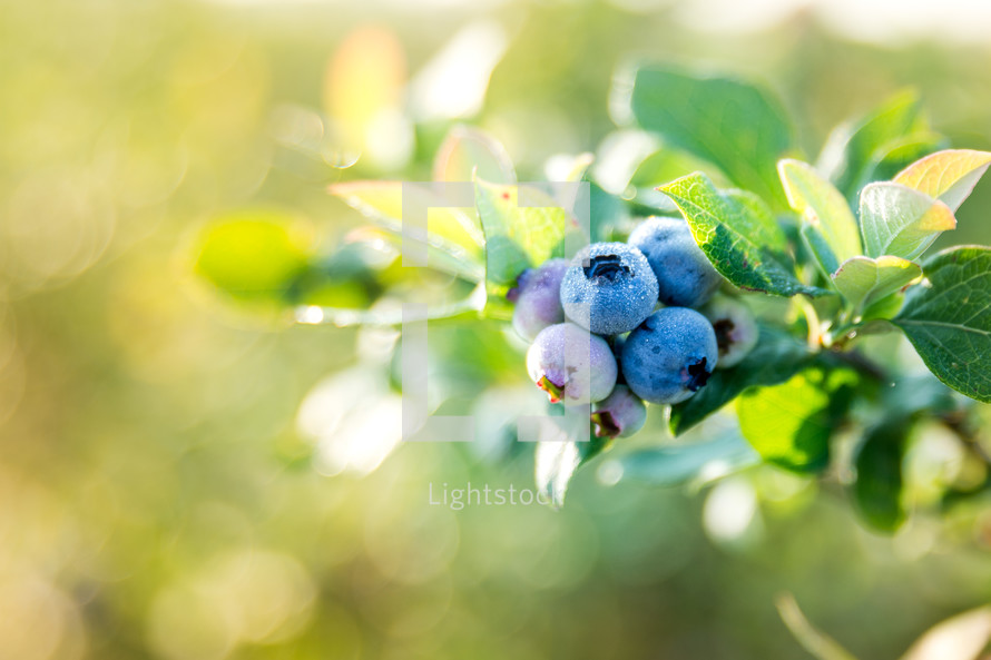a close up of fresh berries on a branch