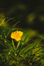 yellow flower on a tropical plant