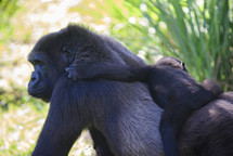 a baby hanging onto a mother gorilla 