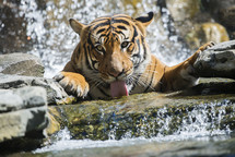 a tiger licking water 
