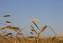 golden wheat against a blue sky 