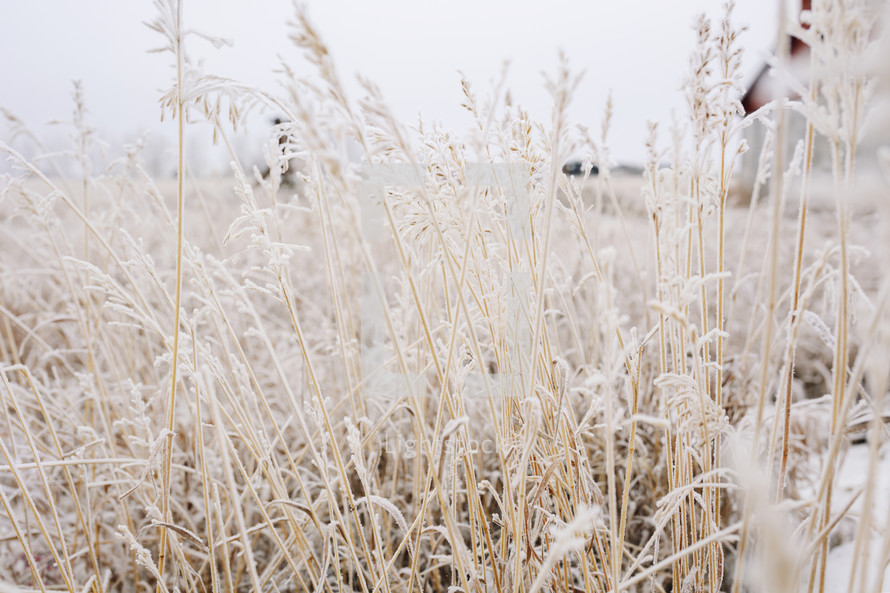 frosty brown grasses in a field 