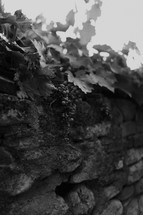 grapes hanging over a stone wall 