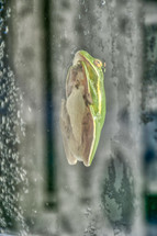 barking tree frog on a window 