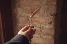 a woman holding up a wheat grain 