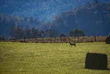 deer in a field with hay bales 