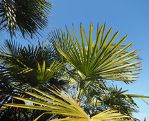 palm tree (Arecaceae) tree leaves 