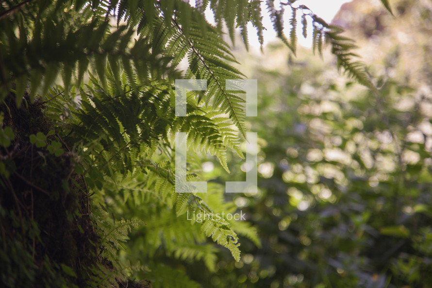 ferns in a forest 