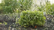 Slow motion of organic lettuce being watered in a small vegetable farm