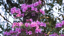 Blooming flowers on the tree