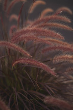 Bush of "Red Riding Hood" rose fountain grass.