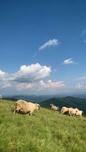 Flock of Sheep Running down the Carpathian Green Mountain Hills