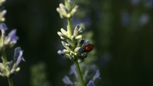ladybug on a flower 