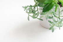 Plant on white background