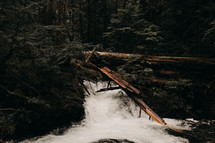 rushing water in a river through a forest 