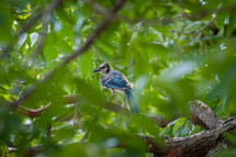 Blue jay perched on a tree branch.